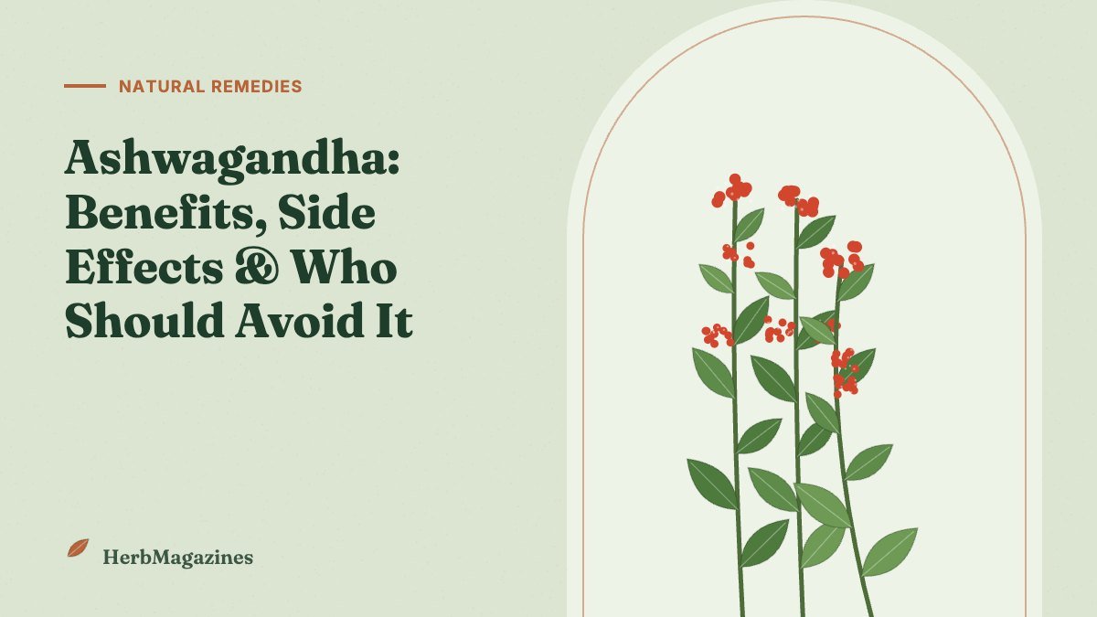 Ashwagandha: Benefits, Side Effects and Who Should Avoid It – HerbMagazines botanical illustration