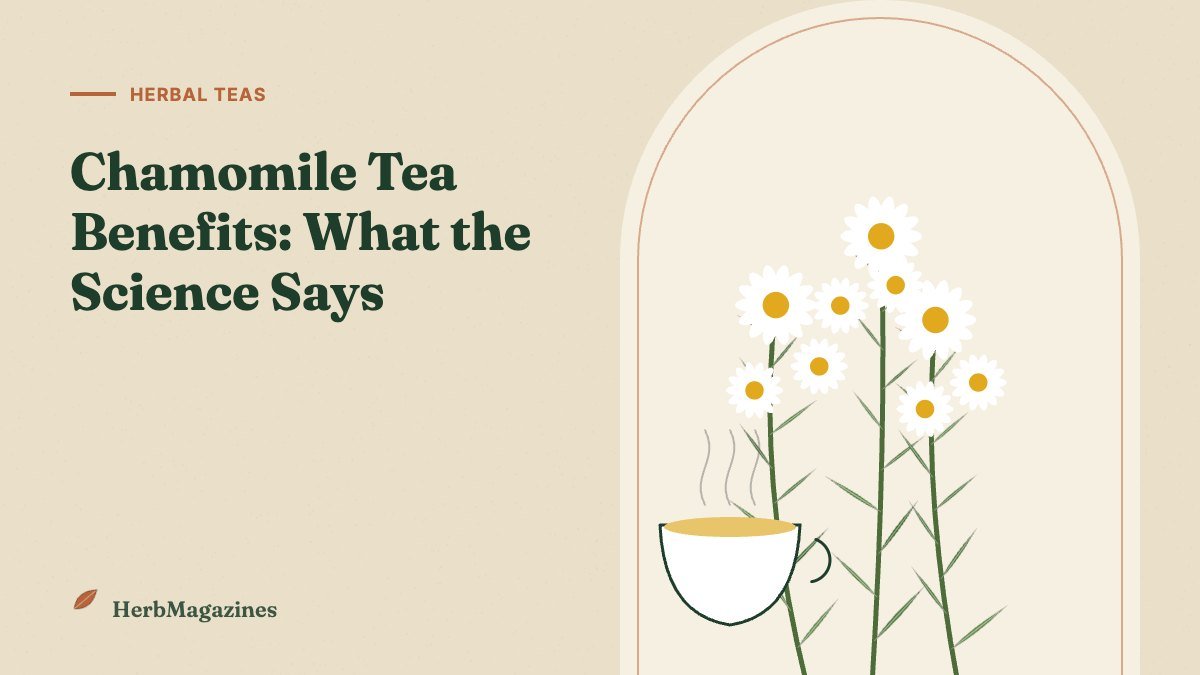 Chamomile Tea Benefits: What the Science Actually Says – HerbMagazines botanical illustration