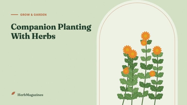 Companion Planting With Herbs: What to Grow Together (and What Not To) – HerbMagazines botanical illustration