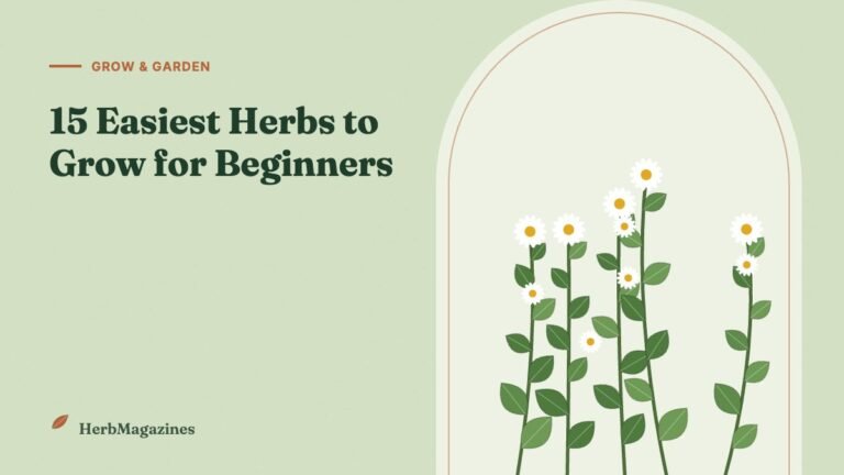 15 Easiest Herbs to Grow for Beginners (UK and US) – HerbMagazines botanical illustration