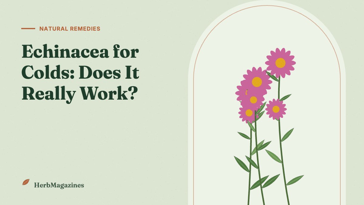 Echinacea for Colds: Does It Really Work? – HerbMagazines botanical illustration