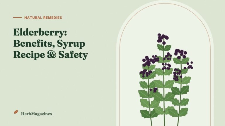Elderberry: Benefits, Homemade Syrup Recipe and Safety – HerbMagazines botanical illustration