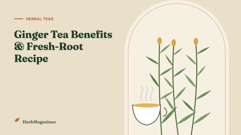 Ginger Tea Benefits and How to Make It With Fresh Root – HerbMagazines botanical illustration