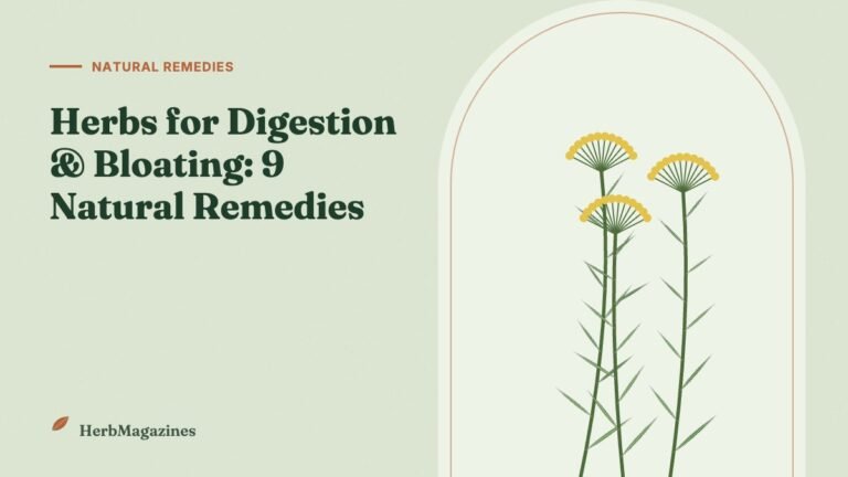 Herbs for Digestion and Bloating: 9 Natural Remedies That Help – HerbMagazines botanical illustration