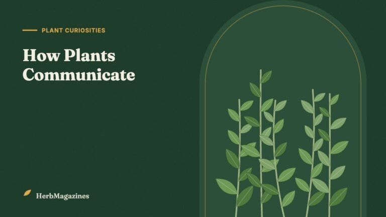 How Plants Communicate: Chemical Signals, Roots and the "Wood Wide Web" – HerbMagazines botanical illustration
