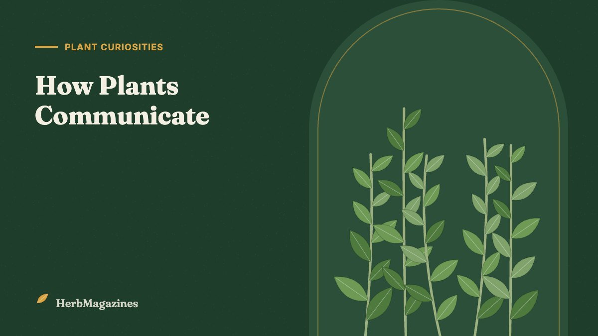 How Plants Communicate: Chemical Signals, Roots and the "Wood Wide Web" – HerbMagazines botanical illustration