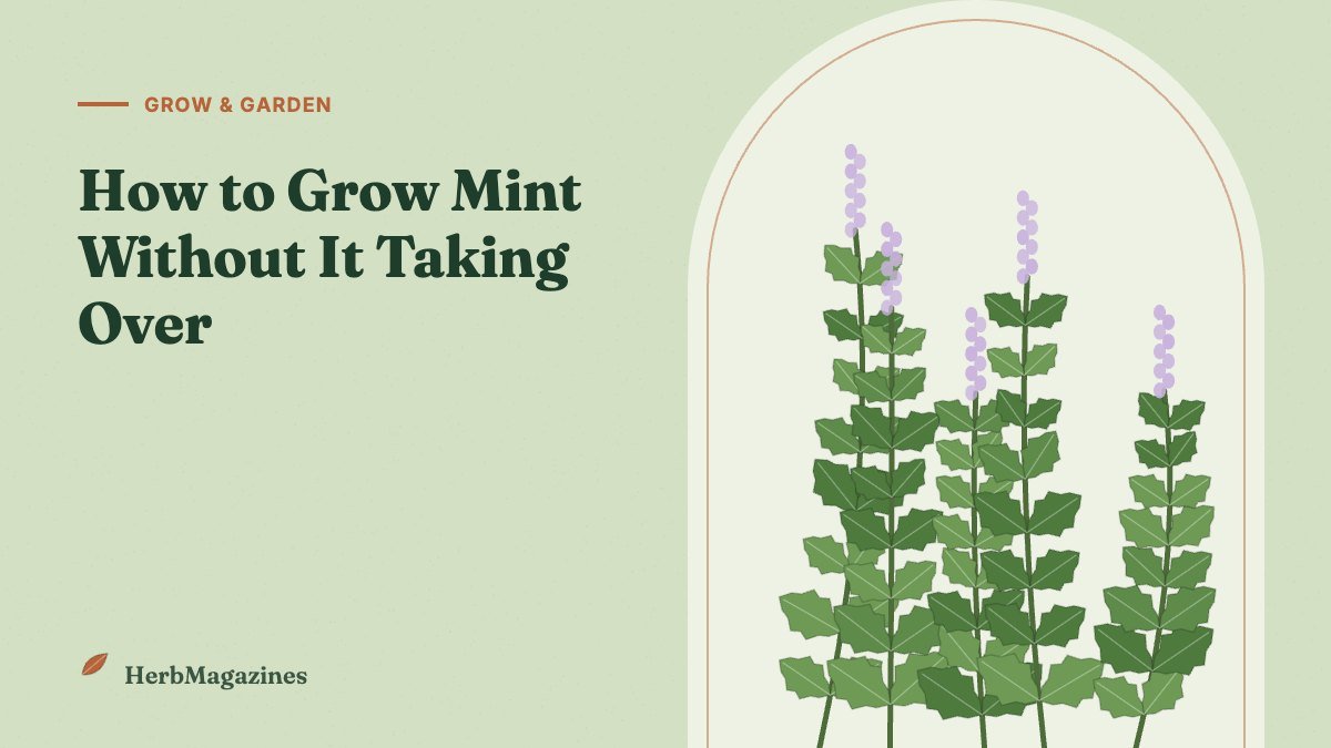 How to Grow Mint (Without It Taking Over Your Garden)