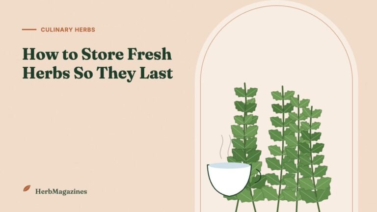 How to Store Fresh Herbs So They Last Up to 3 Weeks – HerbMagazines botanical illustration