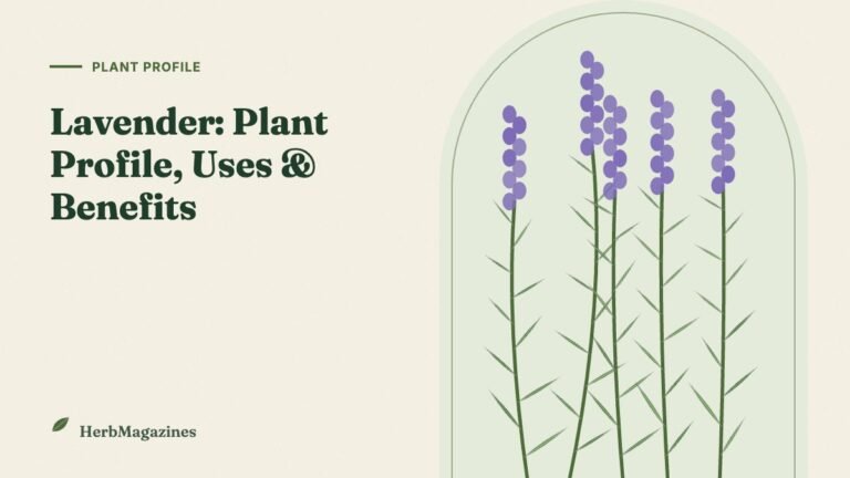 Lavender: Plant Profile, Uses, Benefits and Growing Tips – HerbMagazines botanical illustration