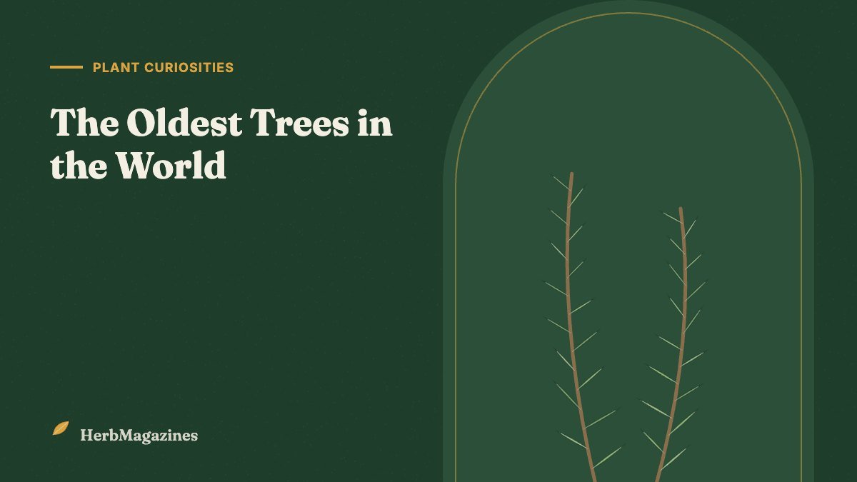 The Oldest Trees in the World: Ancient Survivors and Their Secrets