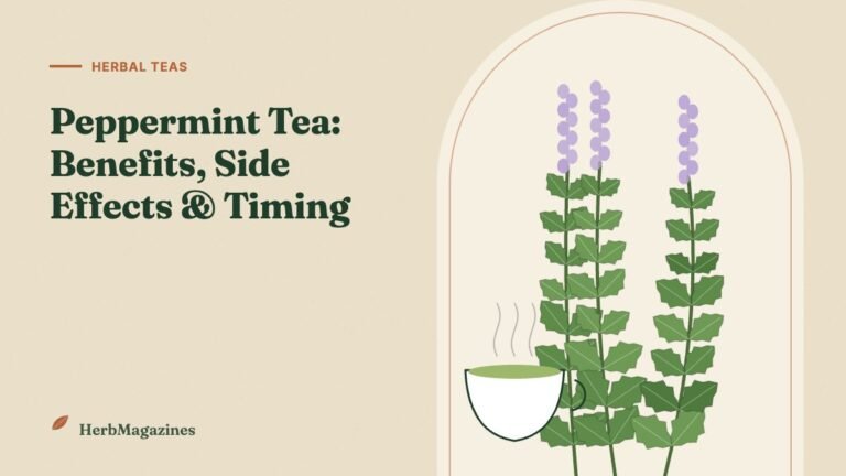 Peppermint Tea Benefits, Side Effects and the Best Time to Drink It – HerbMagazines botanical illustration