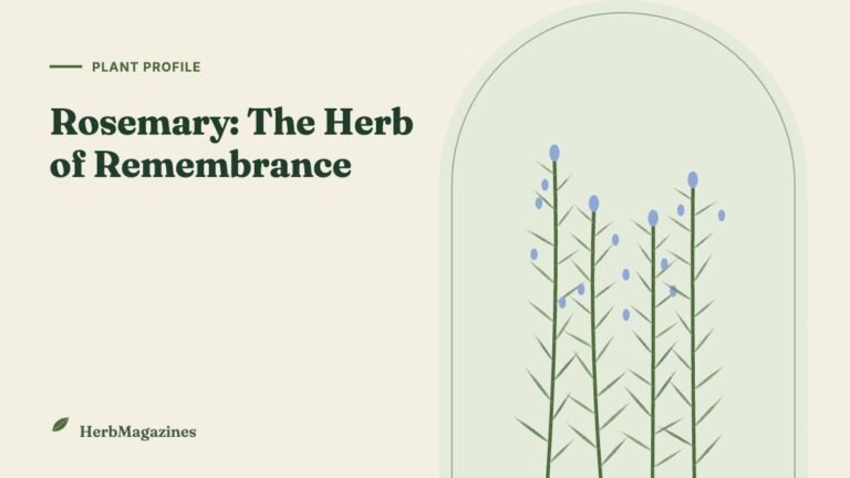 Rosemary: The Herb of Remembrance – Benefits, Memory Research and Uses – HerbMagazines botanical illustration