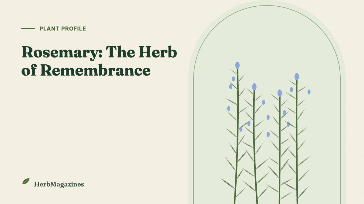 Rosemary: The Herb of Remembrance – Benefits, Memory Research and Uses – HerbMagazines botanical illustration