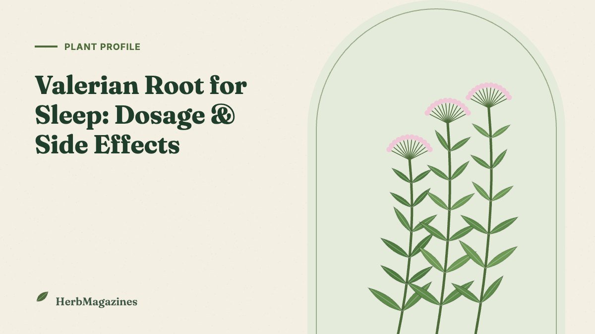 Valerian Root for Sleep: How It Works, Dosage and Side Effects