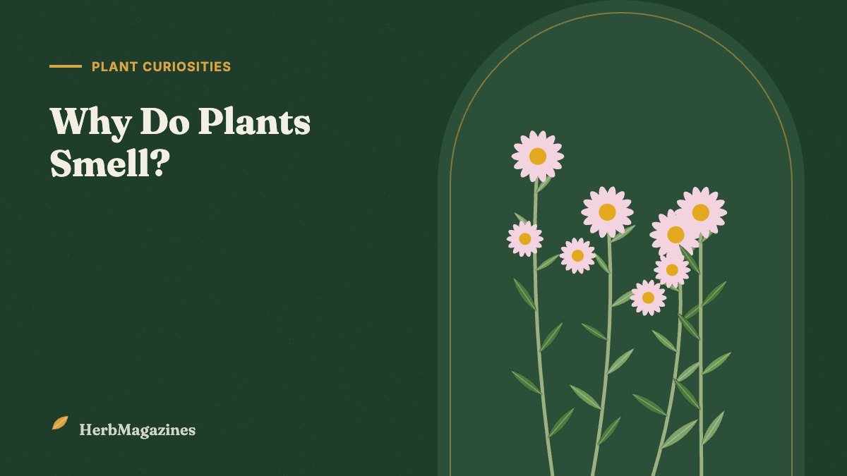 Why Do Plants Smell? The Science of Herbs, Flowers and Essential Oils – HerbMagazines botanical illustration